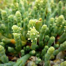 Attēlu rezultāti vaicājumam “Saelania glaucescens”