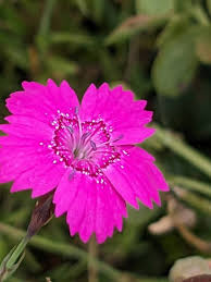 Attēlu rezultāti vaicājumam “Dianthus deltoides bud”