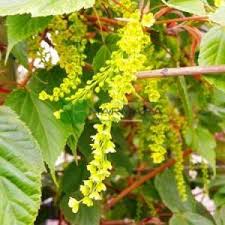 Attēlu rezultāti vaicājumam “Acer rufinerve flower”