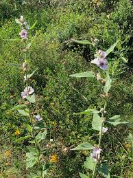 Image result for Althaea officinalis