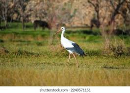 Attēlu rezultāti vaicājumam “Ciconia ciconia juvenile”