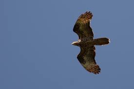 Attēlu rezultāti vaicājumam “Pernis apivorus”