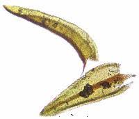 Attēlu rezultāti vaicājumam “Didymodon tophaceus”