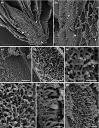 Attēlu rezultāti vaicājumam “Mnium hornum sporophyte”