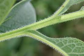 Attēlu rezultāti vaicājumam “Symphytum officinale bud”