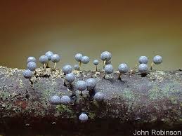 Attēlu rezultāti vaicājumam “Badhamia sp.”