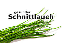 Image result for Schnittlauch