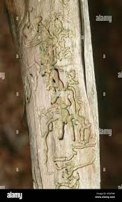 Attēlu rezultāti vaicājumam “Anthaxia quadripunctata”