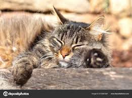 Attēlu rezultāti vaicājumam “Felis silvestris catus”