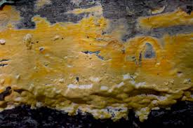 Attēlu rezultāti vaicājumam “Ceriporia”