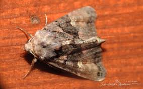 Attēlu rezultāti vaicājumam “Euplexia lucipara”