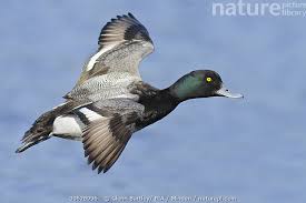 Image result for Aythya affinis