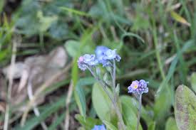 Attēlu rezultāti vaicājumam “Myosotis stricta”