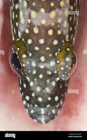 Attēlu rezultāti vaicājumam “Rhopalus maculatus imago”