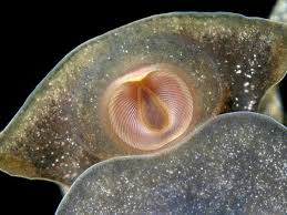 Attēlu rezultāti vaicājumam “Mollusca”