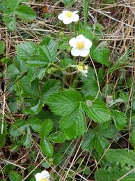 Attēlu rezultāti vaicājumam “Fragaria viridis leaf”