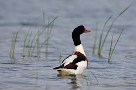 Attēlu rezultāti vaicājumam “Tadorna tadorna male”