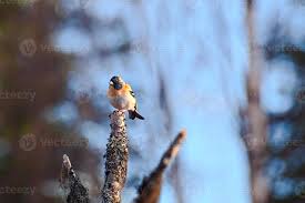 Attēlu rezultāti vaicājumam “Fringilla montifringilla male”