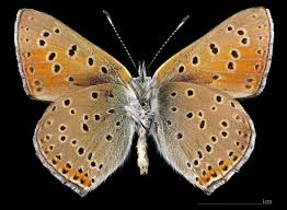 Attēlu rezultāti vaicājumam “Lycaena hippothoe male”