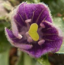 Attēlu rezultāti vaicājumam “Sinapis alba fruit”