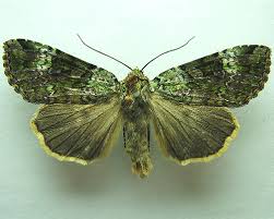 Attēlu rezultāti vaicājumam “Anaplectoides prasina”