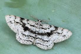 Attēlu rezultāti vaicājumam “Hypomecis roboraria”