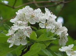 Attēlu rezultāti vaicājumam “Crataegus monogyna subsp. nordica”