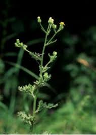Attēlu rezultāti vaicājumam “Senecio viscosus”