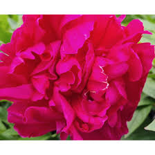 Attēlu rezultāti vaicājumam “Paeonia lactiflora flower”
