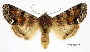 Attēlu rezultāti vaicājumam “Ceramica pisi”