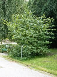 Attēlu rezultāti vaicājumam “Hamamelis”