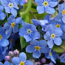 Attēlu rezultāti vaicājumam “Myosotis”