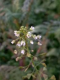 Attēlu rezultāti vaicājumam “Capsella bursa-pastoris flower”