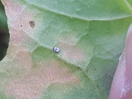 Attēlu rezultāti vaicājumam “Aleurochiton aceris”