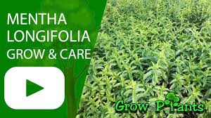 Attēlu rezultāti vaicājumam “Mentha longifolia”