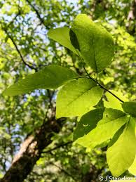 Attēlu rezultāti vaicājumam “Magnolia acuminata leaf”