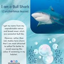 Image result for Carcharhinus leucas