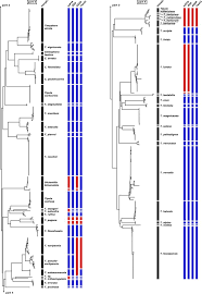 Attēlu rezultāti vaicājumam “Dictenidia bimaculata male”
