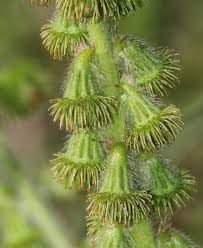 Attēlu rezultāti vaicājumam “Agrimonia eupatoria fruit”
