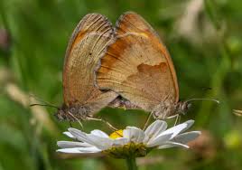 Attēlu rezultāti vaicājumam “Maniola jurtina male”