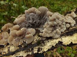 Attēlu rezultāti vaicājumam “Auricularia mesenterica”