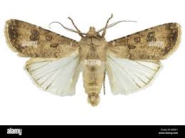 Attēlu rezultāti vaicājumam “Noctuidae”