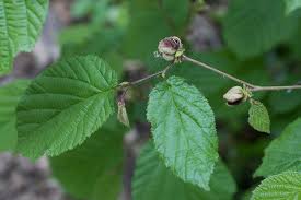 Attēlu rezultāti vaicājumam “Corylus avellana”