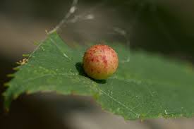 Attēlu rezultāti vaicājumam “Diplolepis eglanteriae”