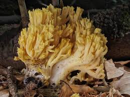 Attēlu rezultāti vaicājumam “Ramaria flava”