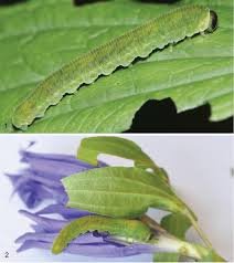 Attēlu rezultāti vaicājumam “Tenthredo scrophulariae larva”