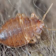 Image result for bed bugs