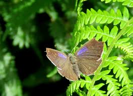 Attēlu rezultāti vaicājumam “Favonius quercus”