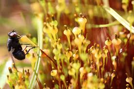 Attēlu rezultāti vaicājumam “Splachnum ampullaceum”