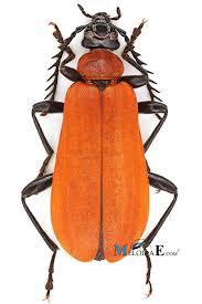 Attēlu rezultāti vaicājumam “Pyrochroa coccinea”